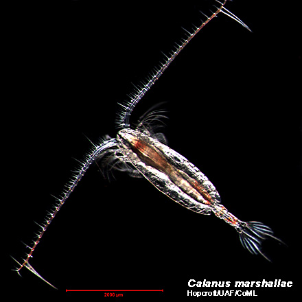 Calanus marshallae